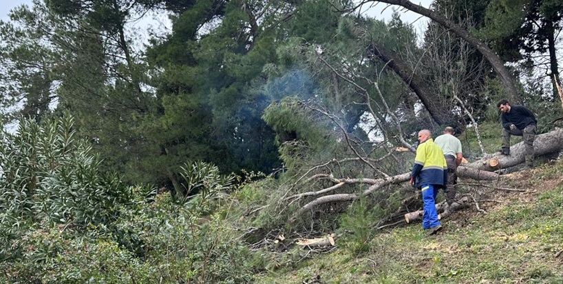 Uređenje šume kod SCM / Foto: Facebook SCM