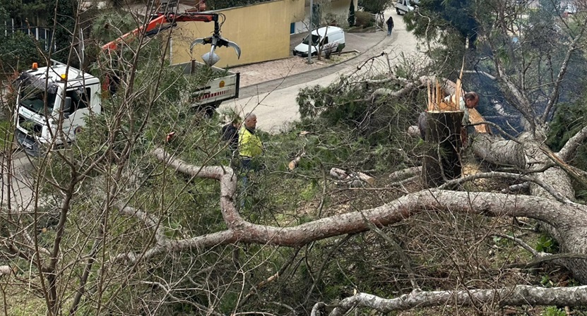 Uređenje šume kod SCM / Foto: Facebook SCM