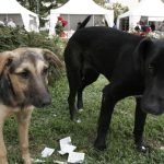 Životinje (ILUSTRACIJA) / Foto:Fena