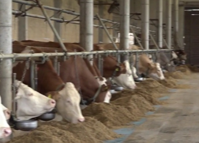 Farma / Foto: Screenshot