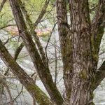 Vrbas / Foto: Radio Donji Vakuf