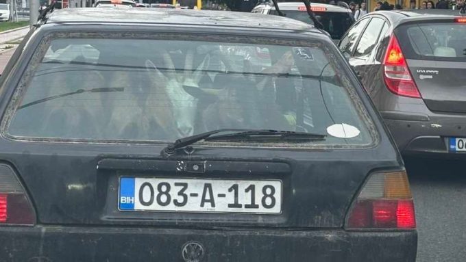 Koze u automobilu / Foto: Avaz