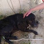 Vatrogasci spasili psa