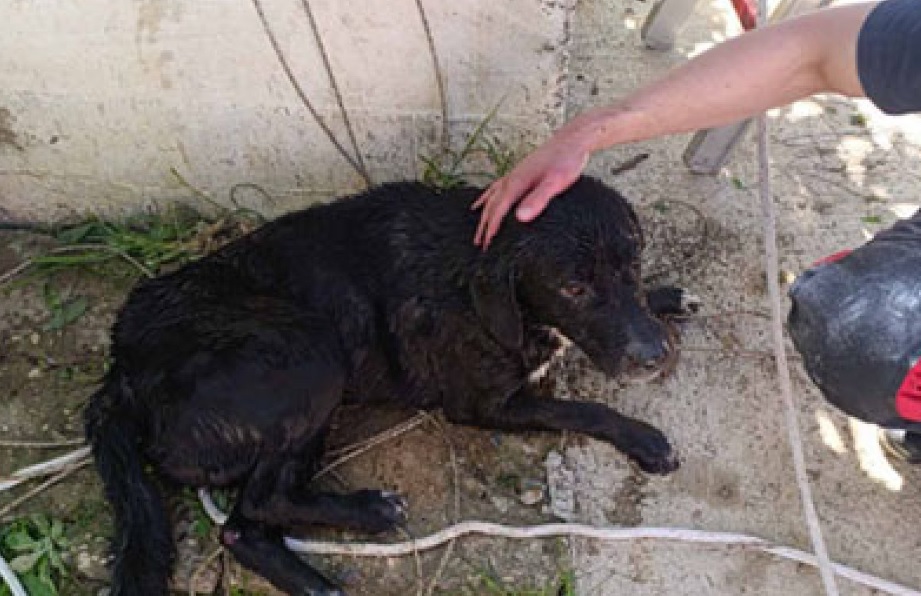 Vatrogasci spasili psa