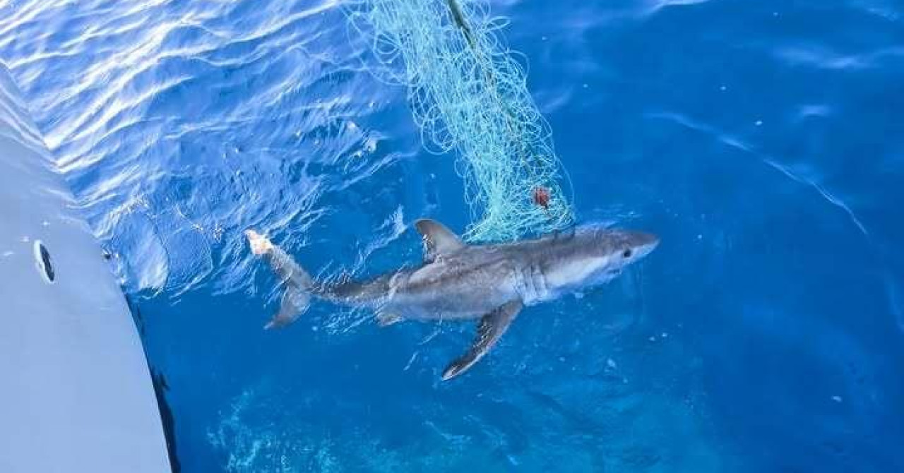 Velika bijela psina / Foto: Institut CG