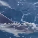 Morski pas / Foto: Screenshot