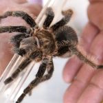 tarantula