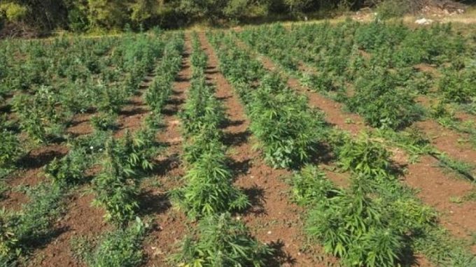 marihuana