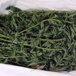 Marihuana / Foto: Agencija