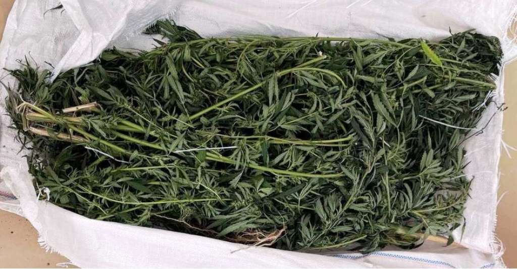 Marihuana / Foto: Agencija