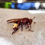 orijentalni strsljen