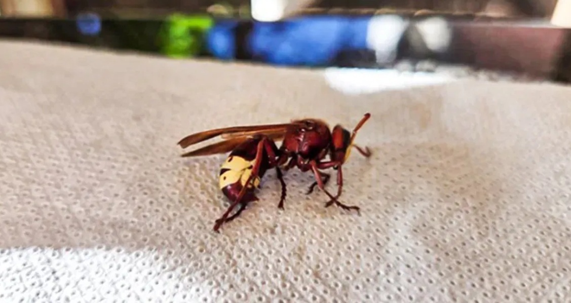 orijentalni strsljen