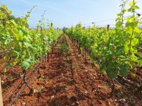 vinograd