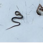 zmija na snijegu