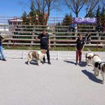 tomislavgrad tornjaci