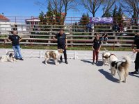 tomislavgrad tornjaci