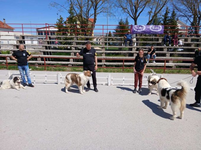 tomislavgrad tornjaci