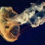 meduza
