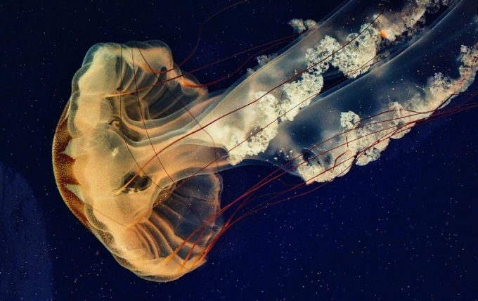 meduza