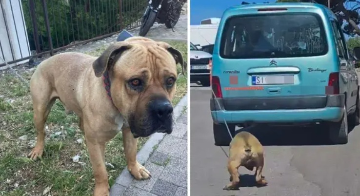 pas u šibeniku