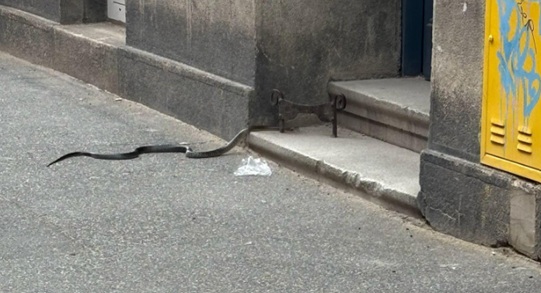 zmija