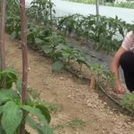 vesna