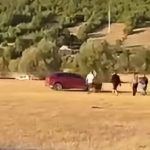bileća napad