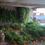 plantaža marihuane stolac