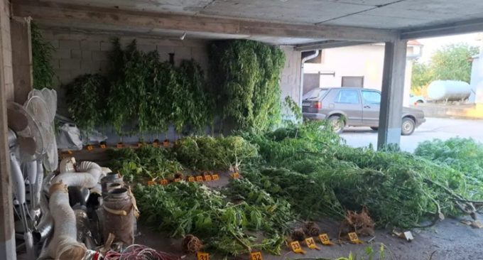 plantaža marihuane stolac