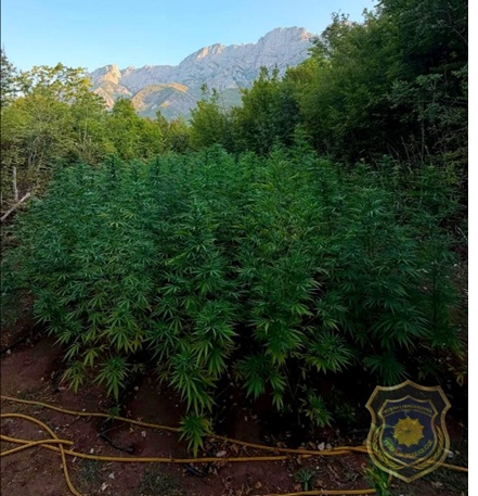 marihuana