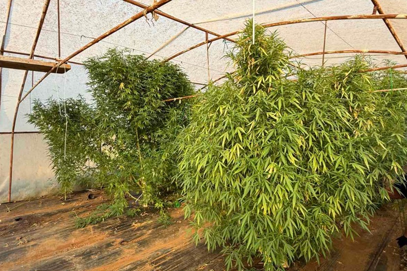 plantaža marihuane stolac