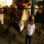 farma krava