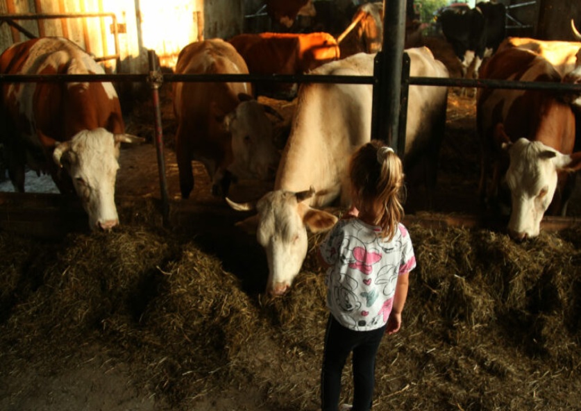 farma krava