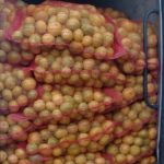 mandarine