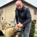 kangal