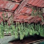 marihuana