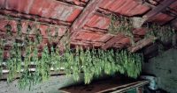 marihuana